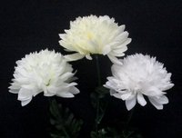 Chrysanthemum one single